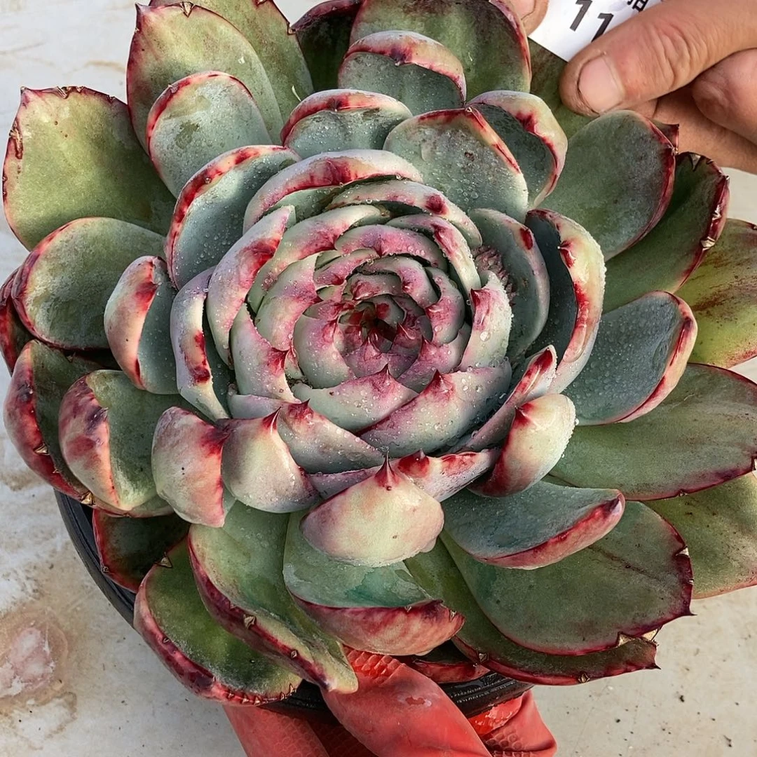 113 一物一拍不退不换