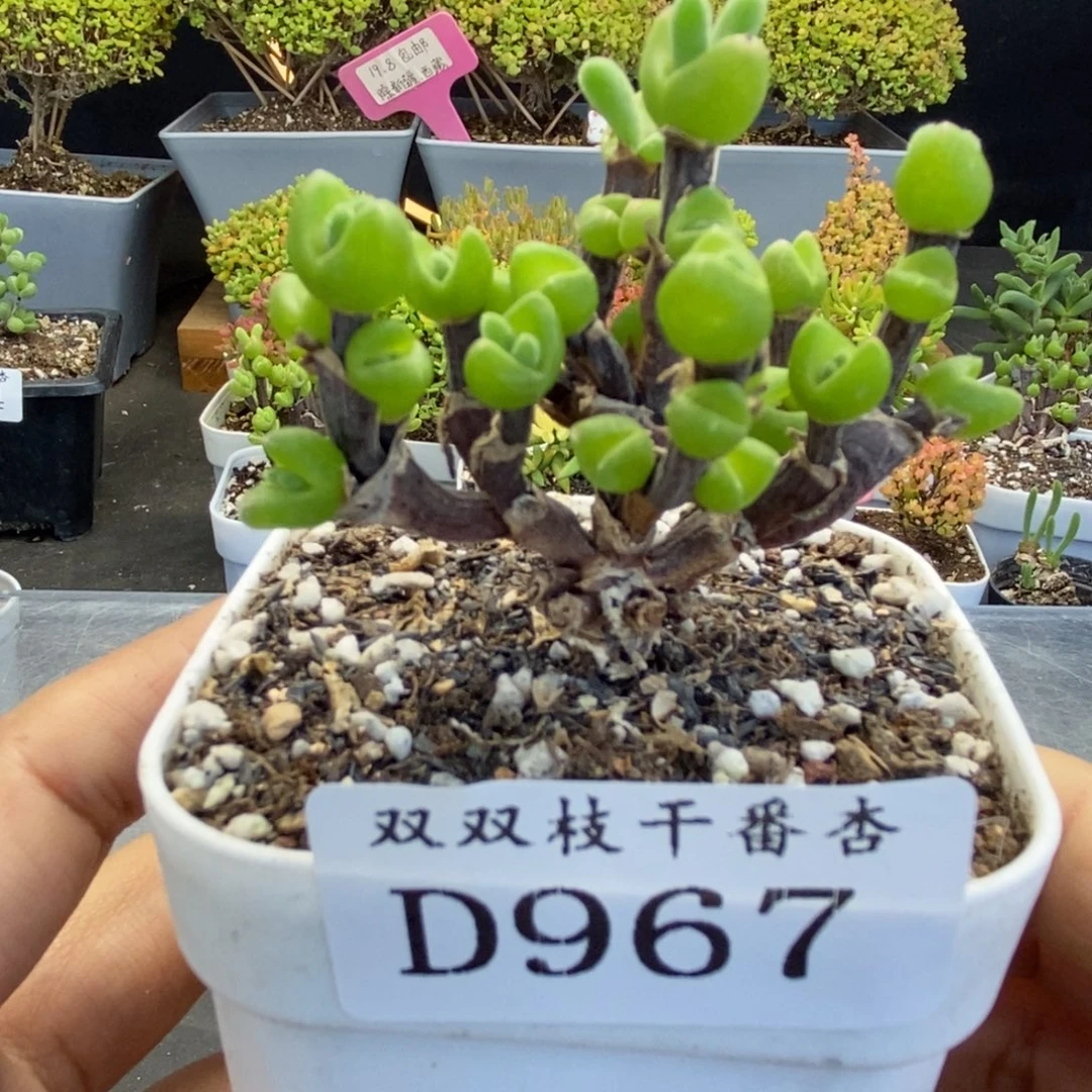 967枝杆兔子。