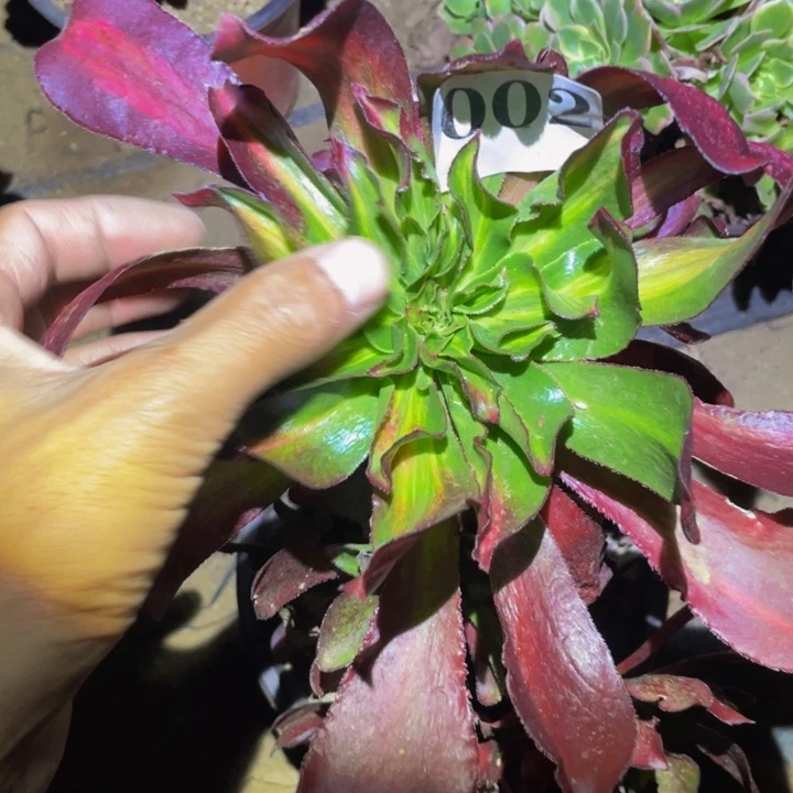 魅影中班多肉植物002