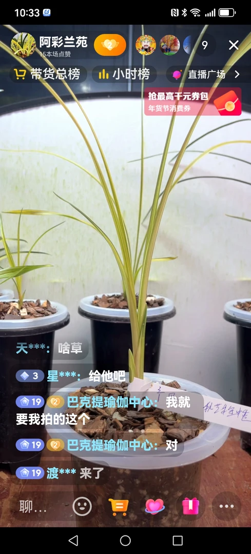 云南莲瓣兰叶花双艺