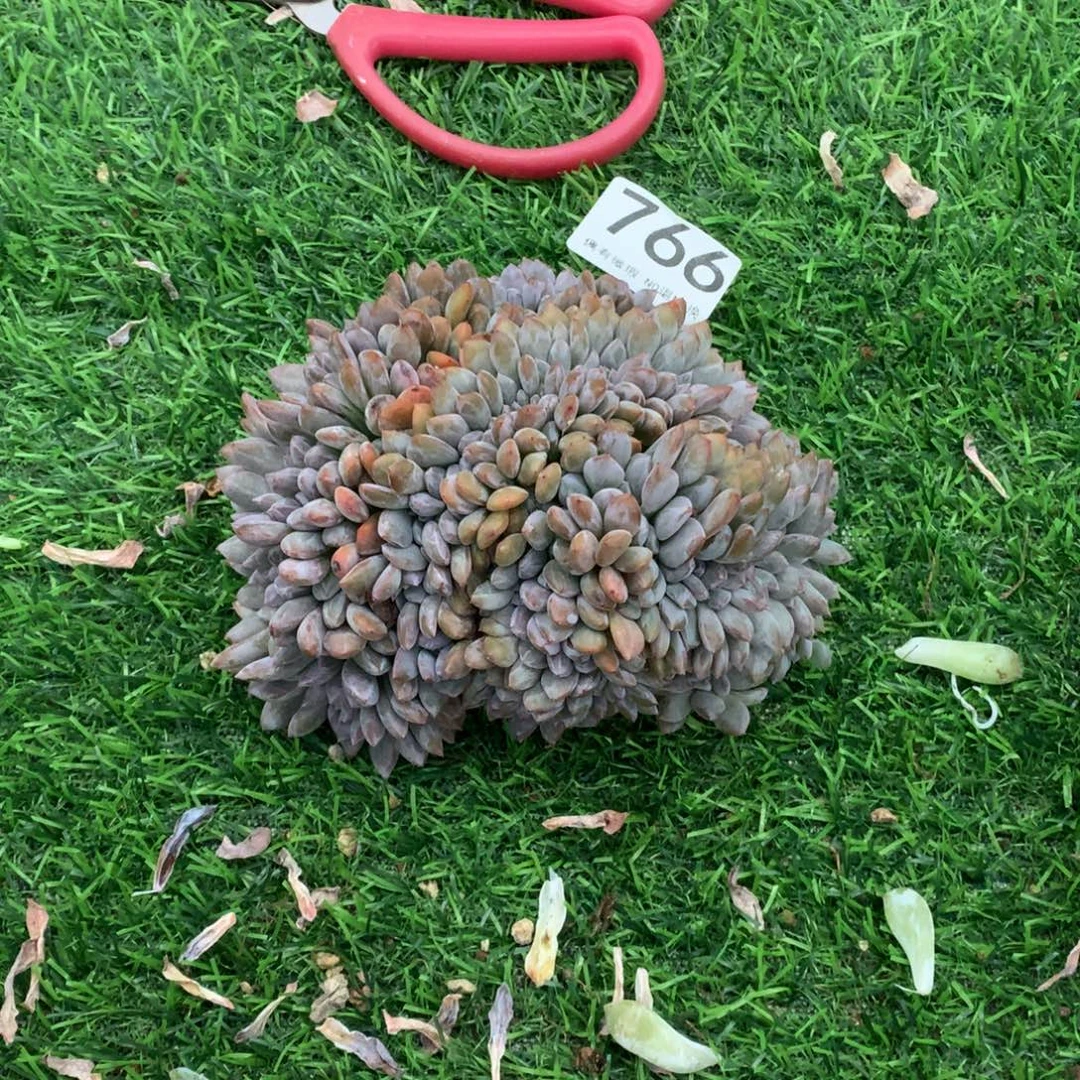 766橙子缀多肉植物