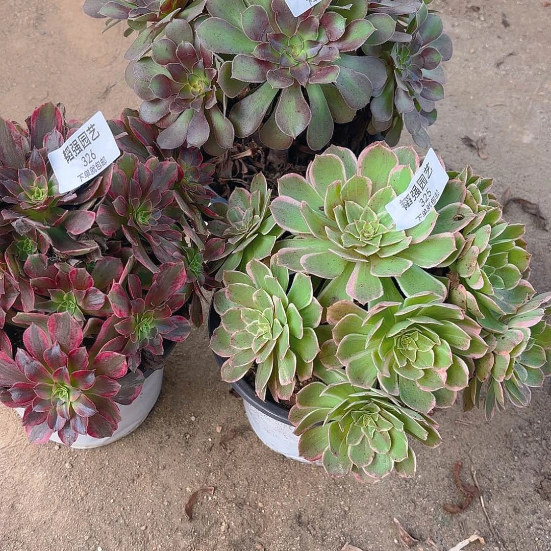 火龙果安娜韶秀七彩多肉植物325-26-27