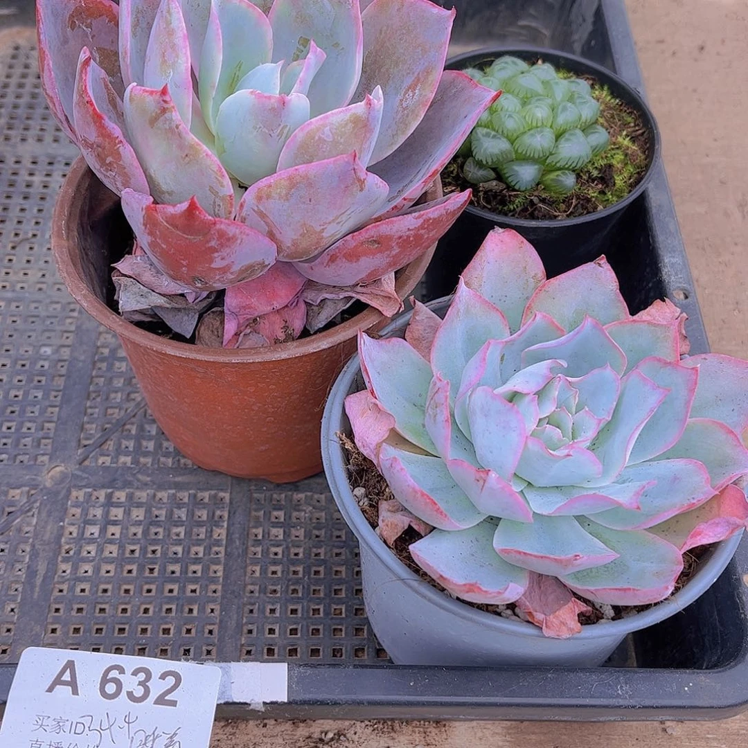 多肉632多肉植物