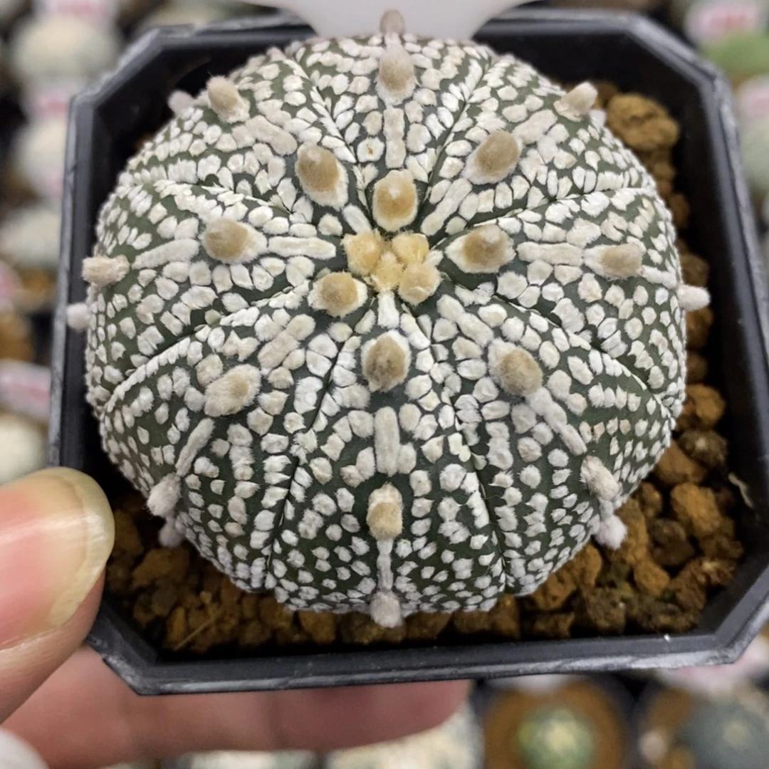 692连线浓白山川奇迹兜