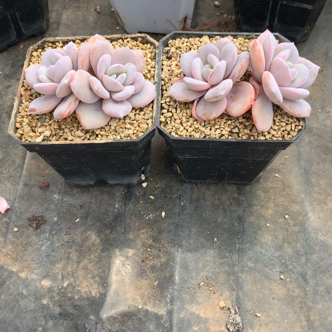 ？***？奶茶两个发货多肉22