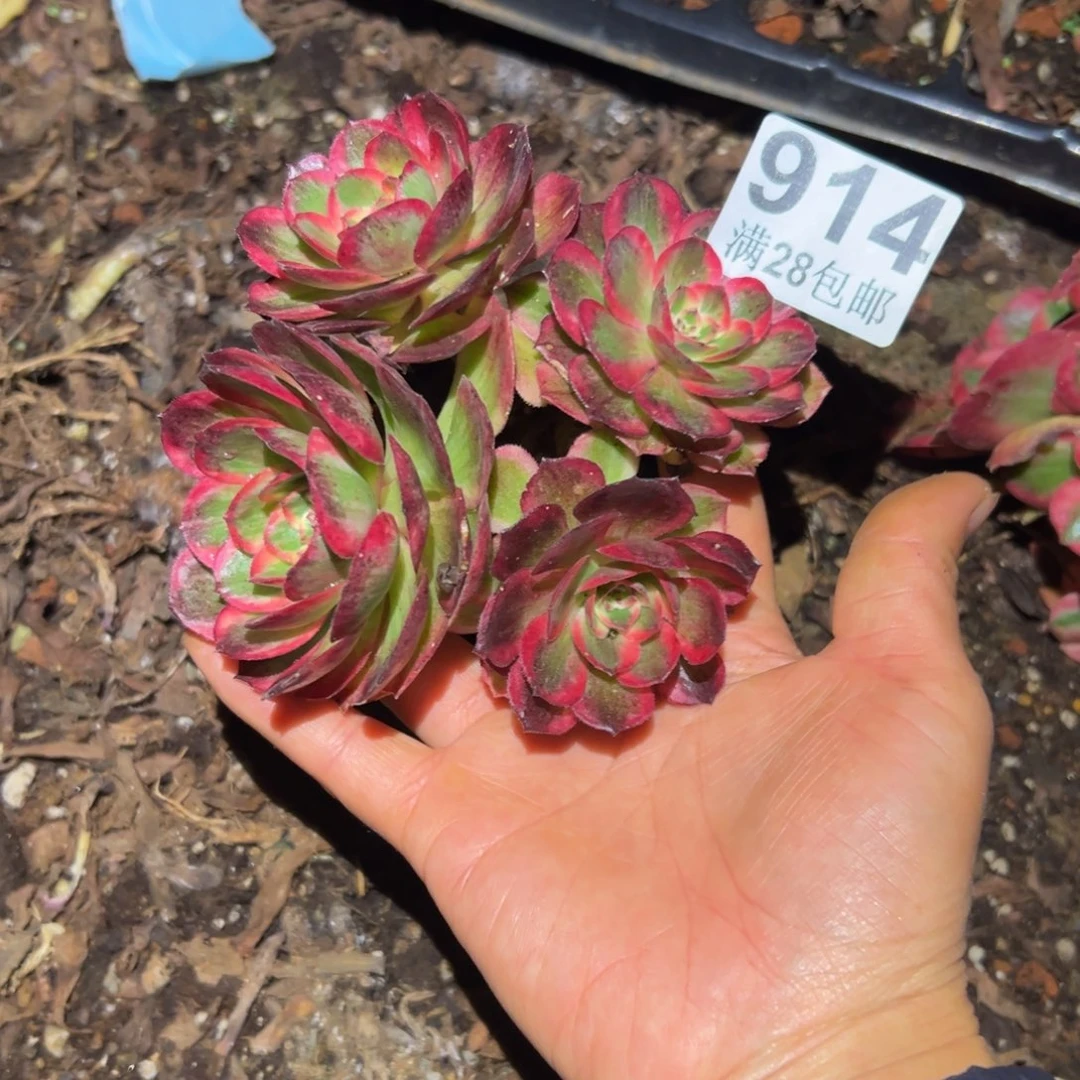 会***葵多肉植物914赤子心无售后