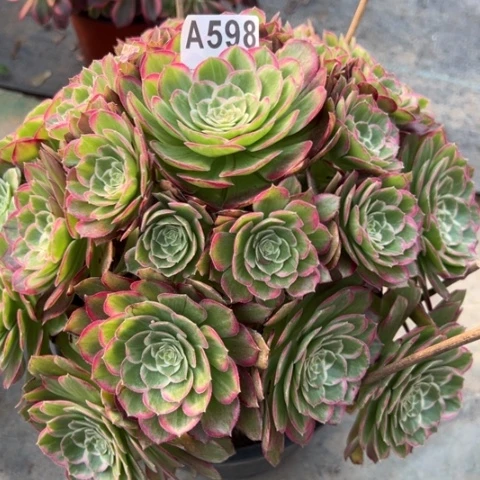 598莲花30厘米左右