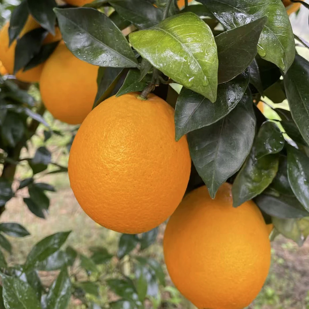 正宗赣南现摘现发新鲜香甜爆汁当季水果正宗江西赣南橙子脐橙