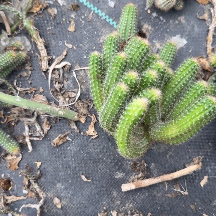 小***儿白檀仙人掌674侧芽群白檀148