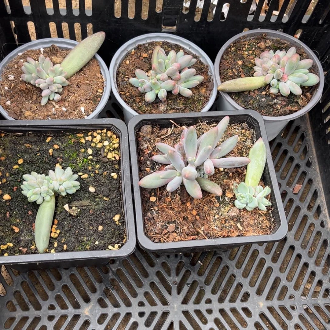 龙***五多肉植物多肉植物