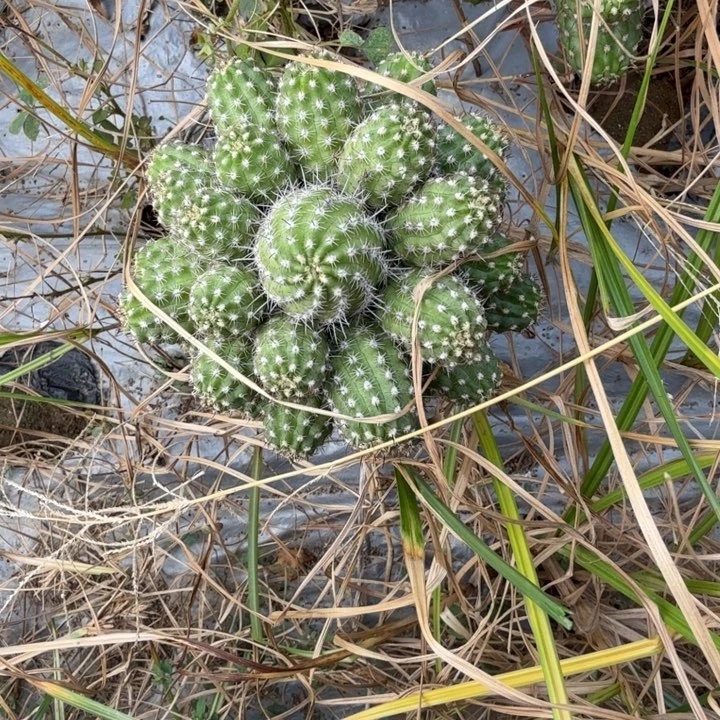 矮胖白檀仙人掌392