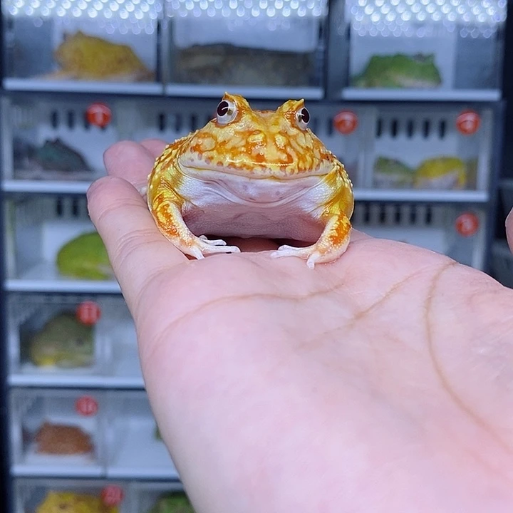 特价秒杀现货特价黄金