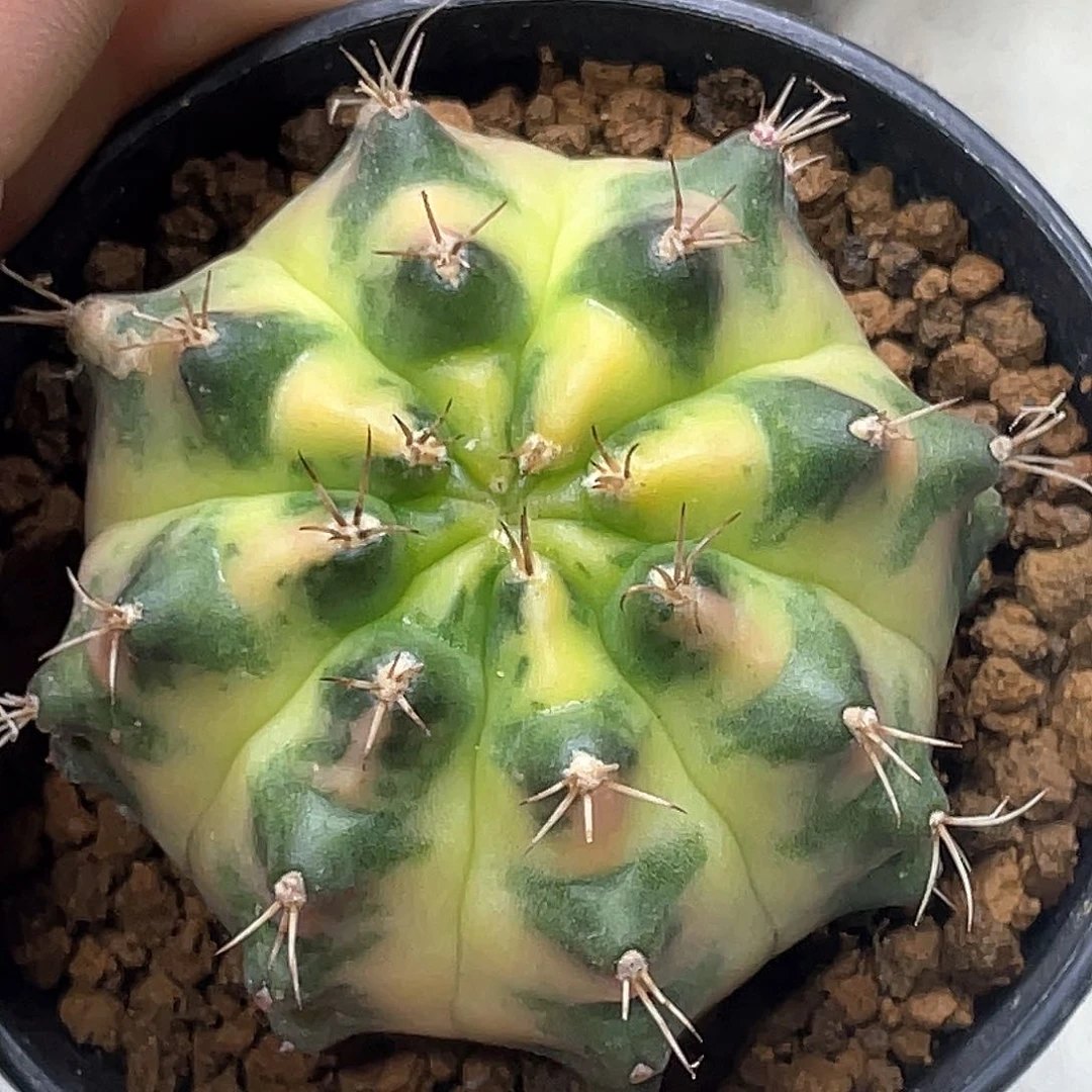 泰系名品侧，月亮皇冠