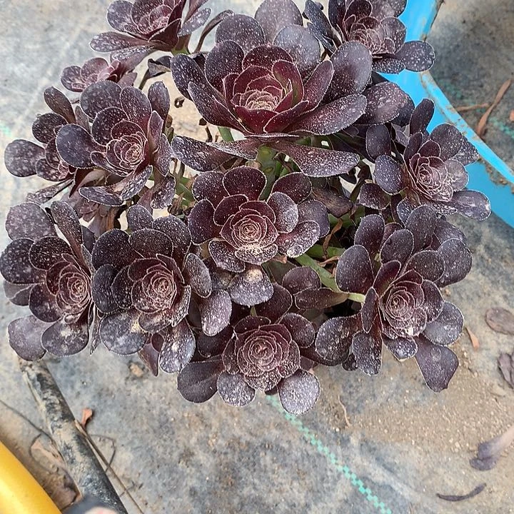 182黑法师多肉植物