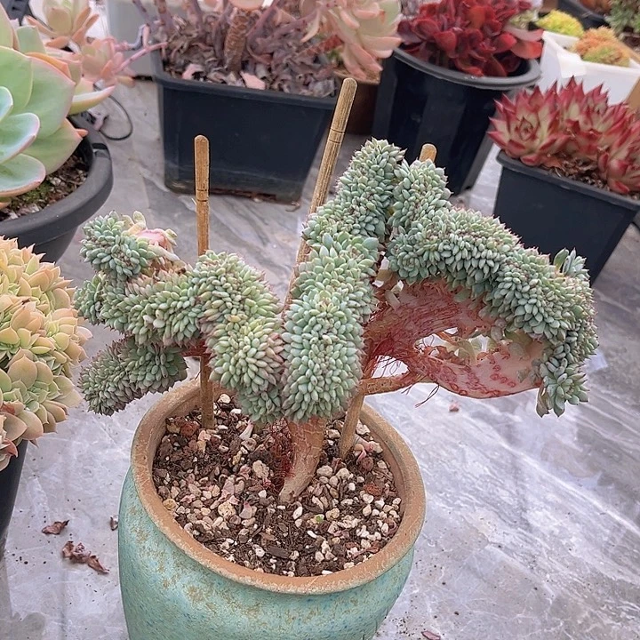白胖子缀2760多肉植物