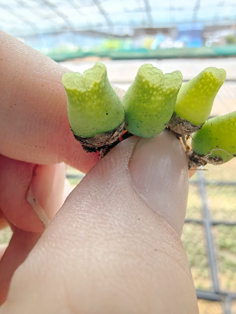 305多肉植物肉锥鹿角奶瓶一颗