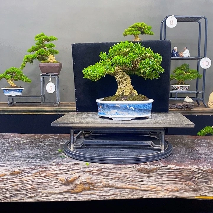 无花朵黄杨盆景四季常青不落叶