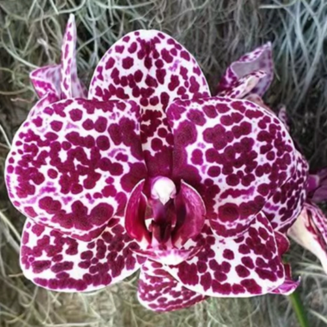 蝴蝶兰2.5杯野猫（苗蝴蝶兰花）花卉鲜花