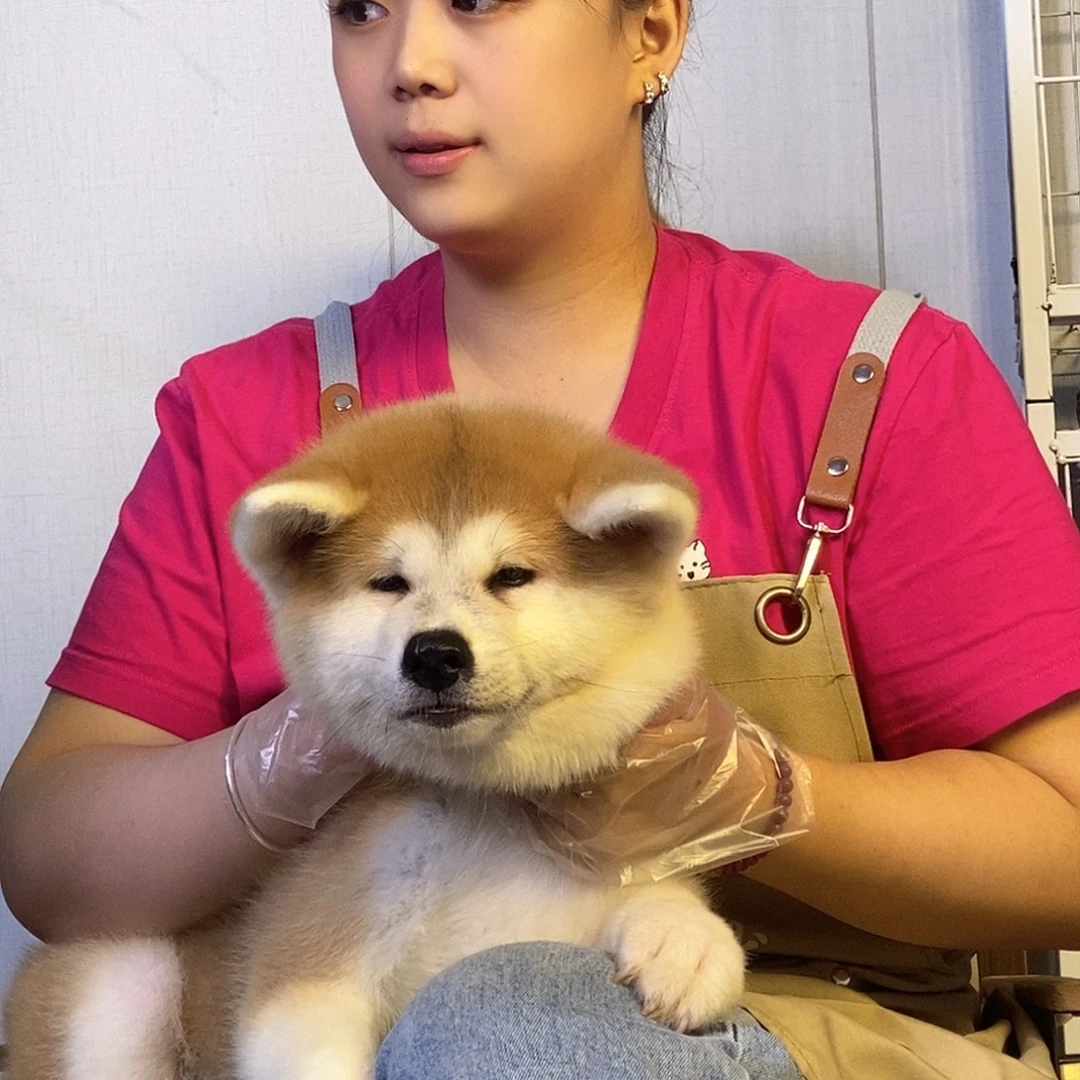 5号秋田母 三个半月 疫苗全