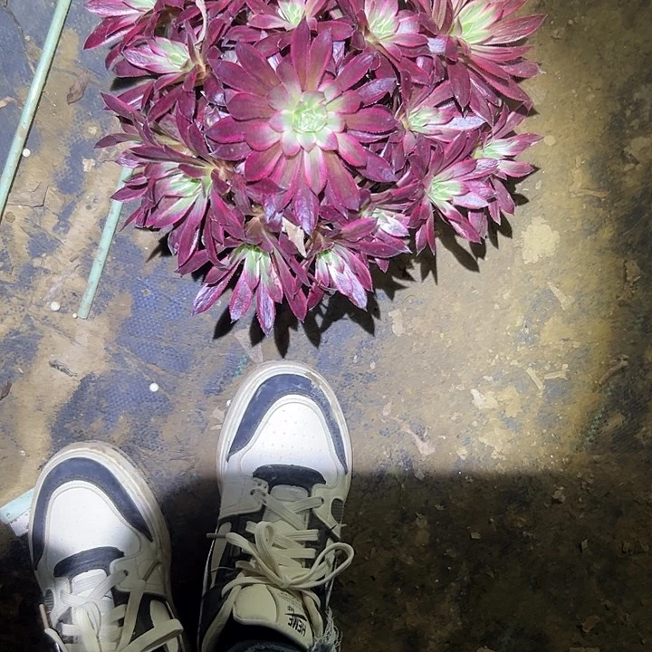 多肉法师植物链接13