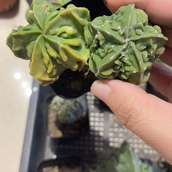 实生核桃鸾凤玉仙人球