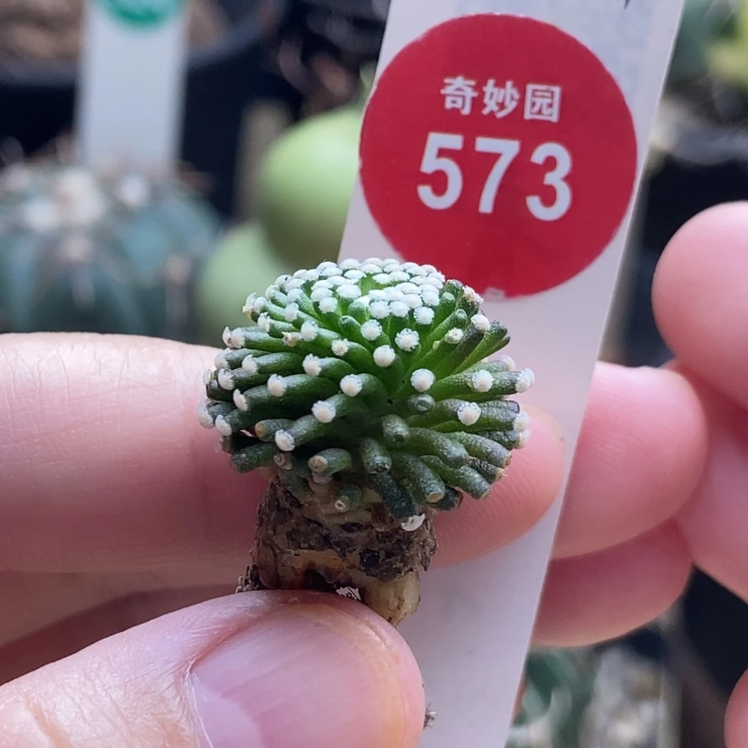 自根萝卜根松针牡丹2cm