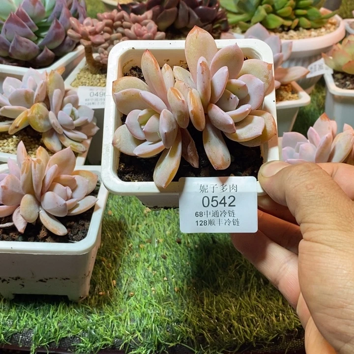 0542啊啊啊啊啊啊啊啊啊啊
