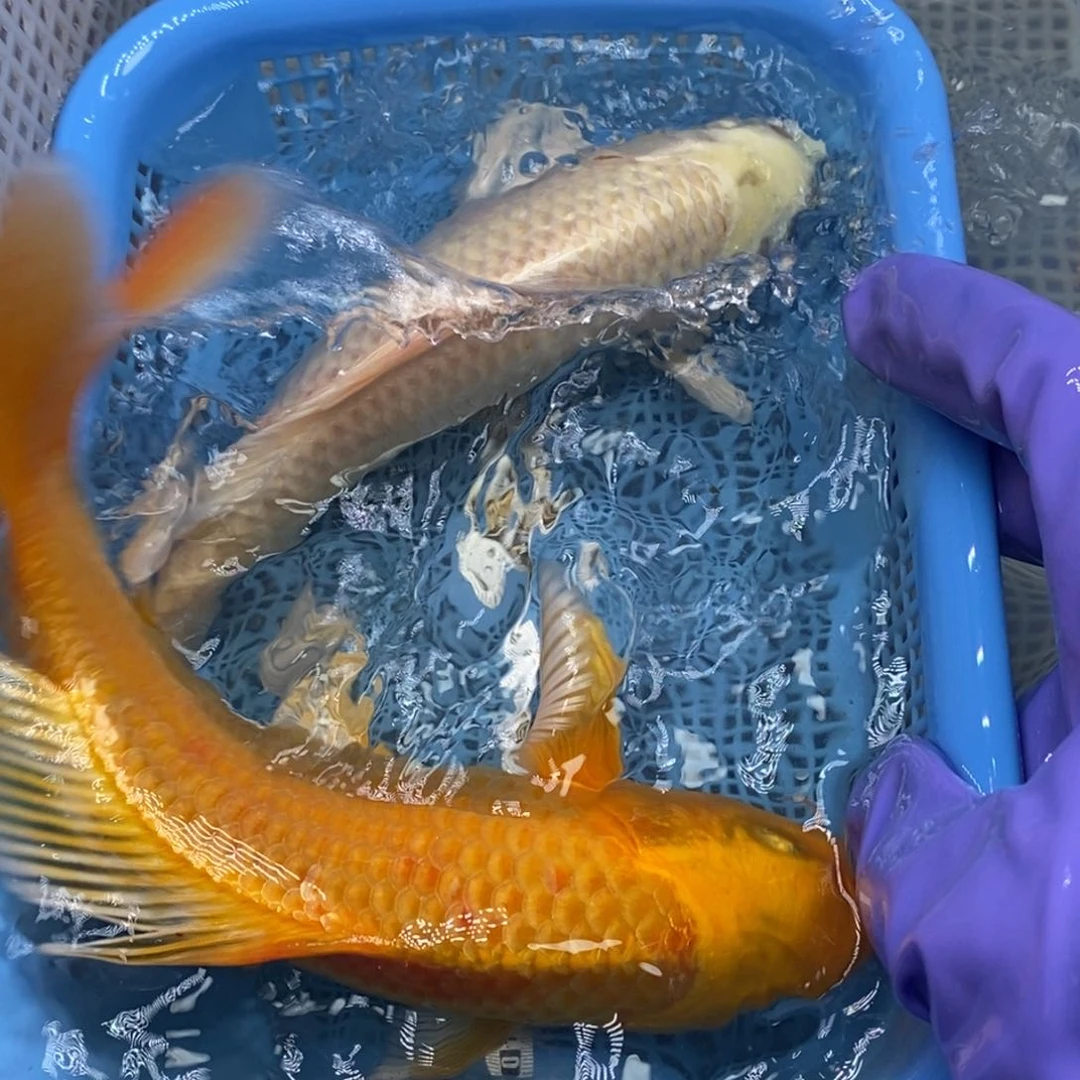 锦鲤冷水锦鲤包邮