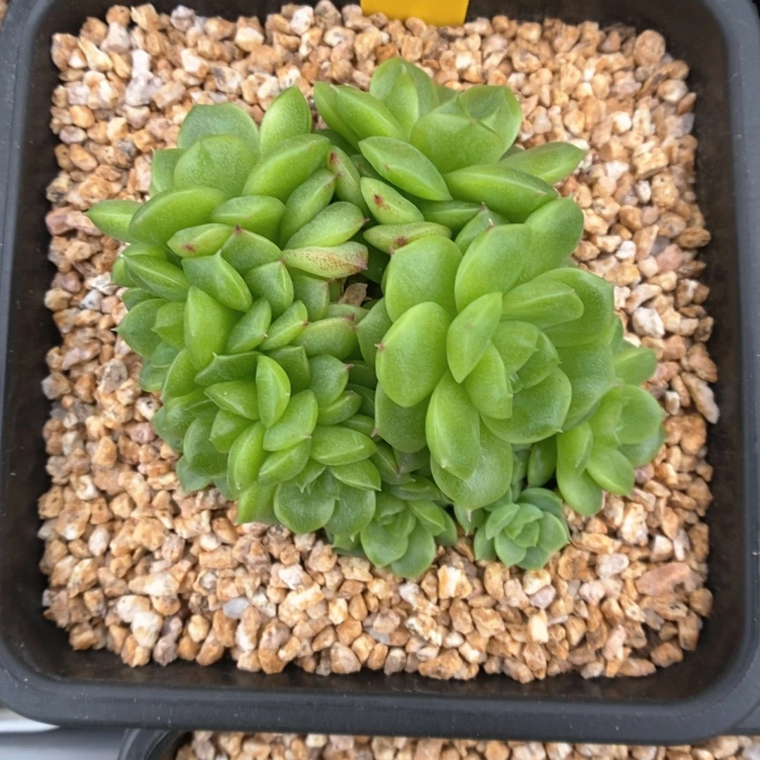 小猪珍妮麦秆1043号