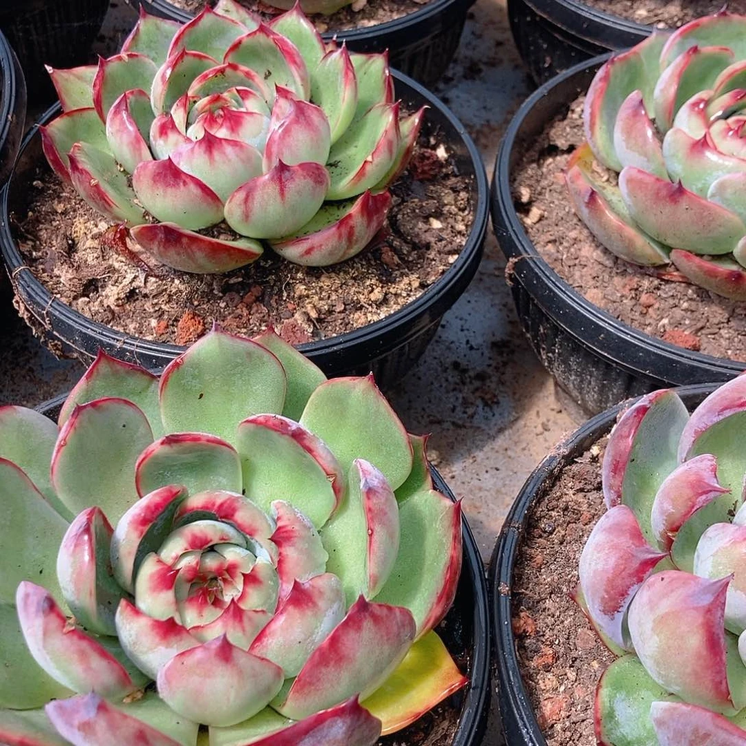 21-1惊鸿不同个体随机福利