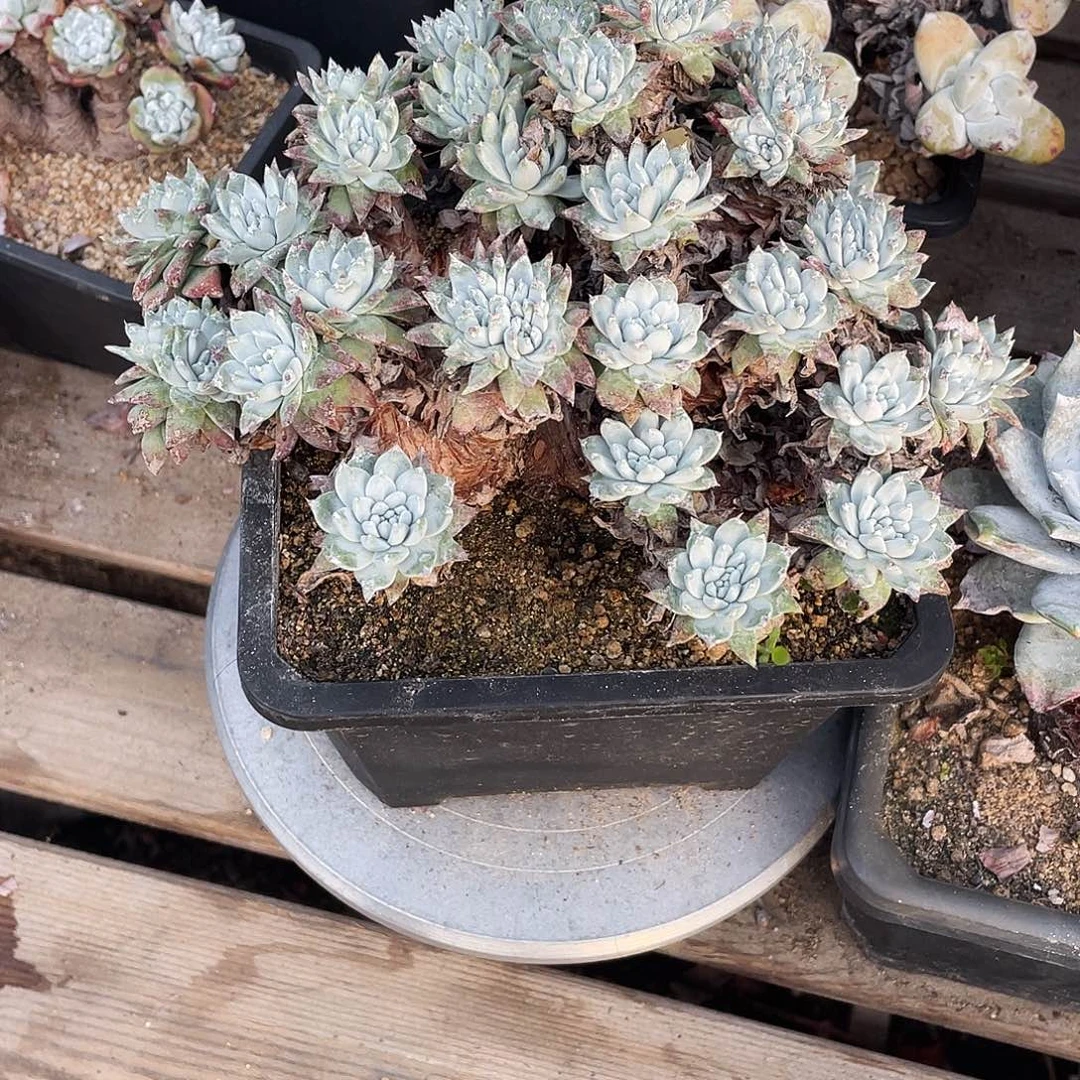 晨溪园艺仙女杯呀