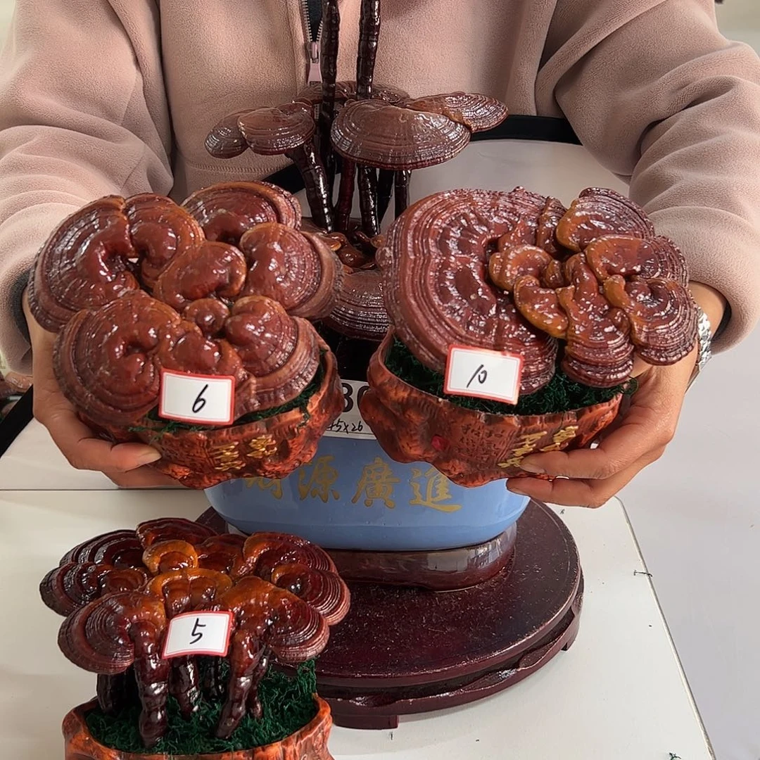 灵芝盆景 摆件工艺品