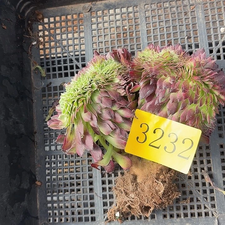 多肉植物福利3232