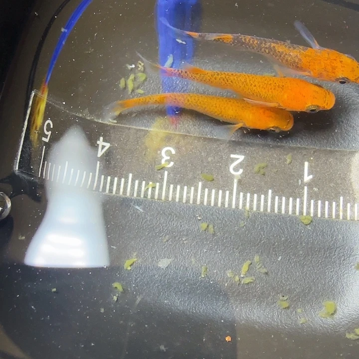 青鳉鱼17号拍品龙章