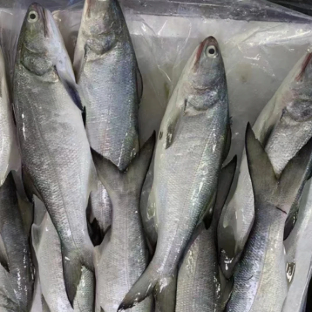 福建东山午鱼500克左右每条