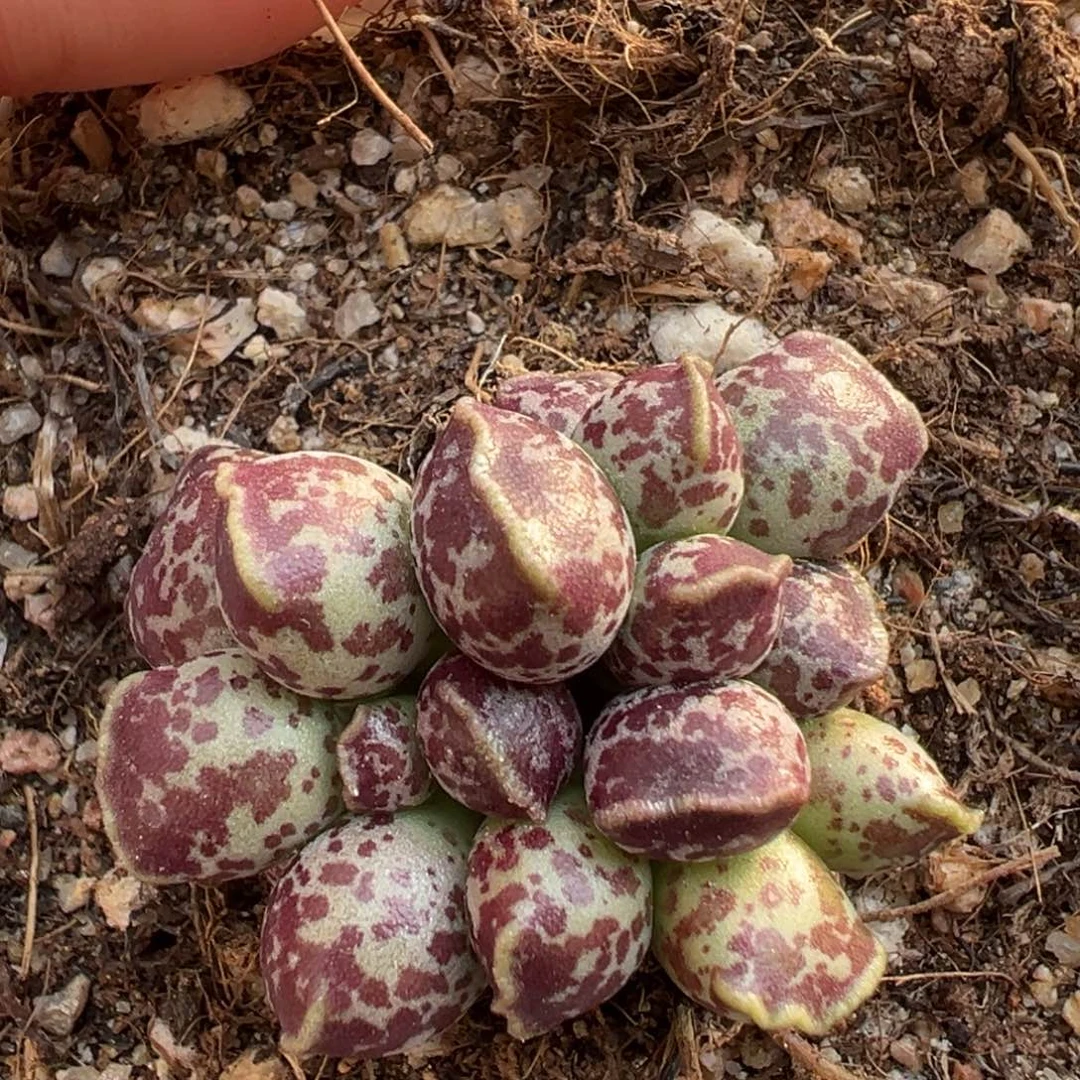 紫斑达摩海豹多肉植物水泡