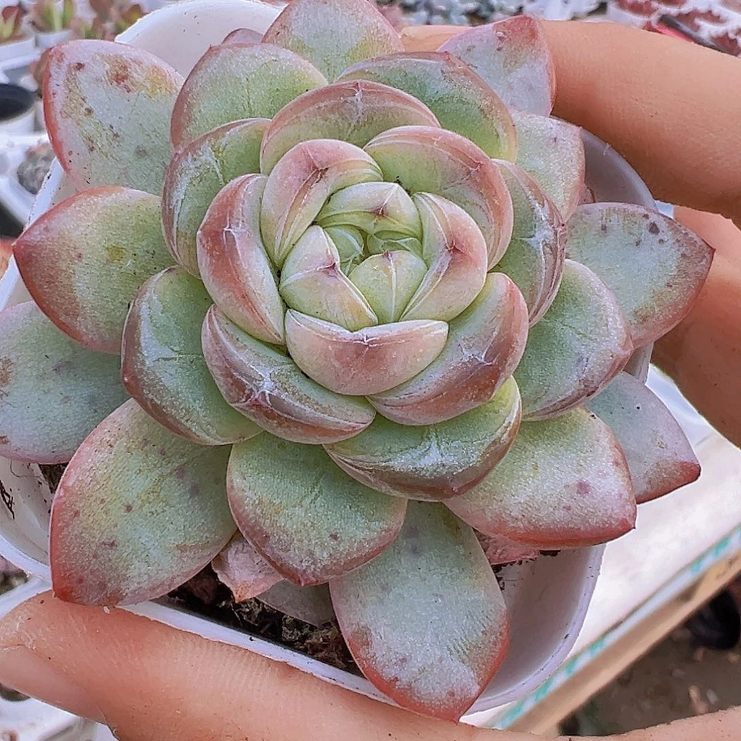 大星星珍妮19包邮多肉