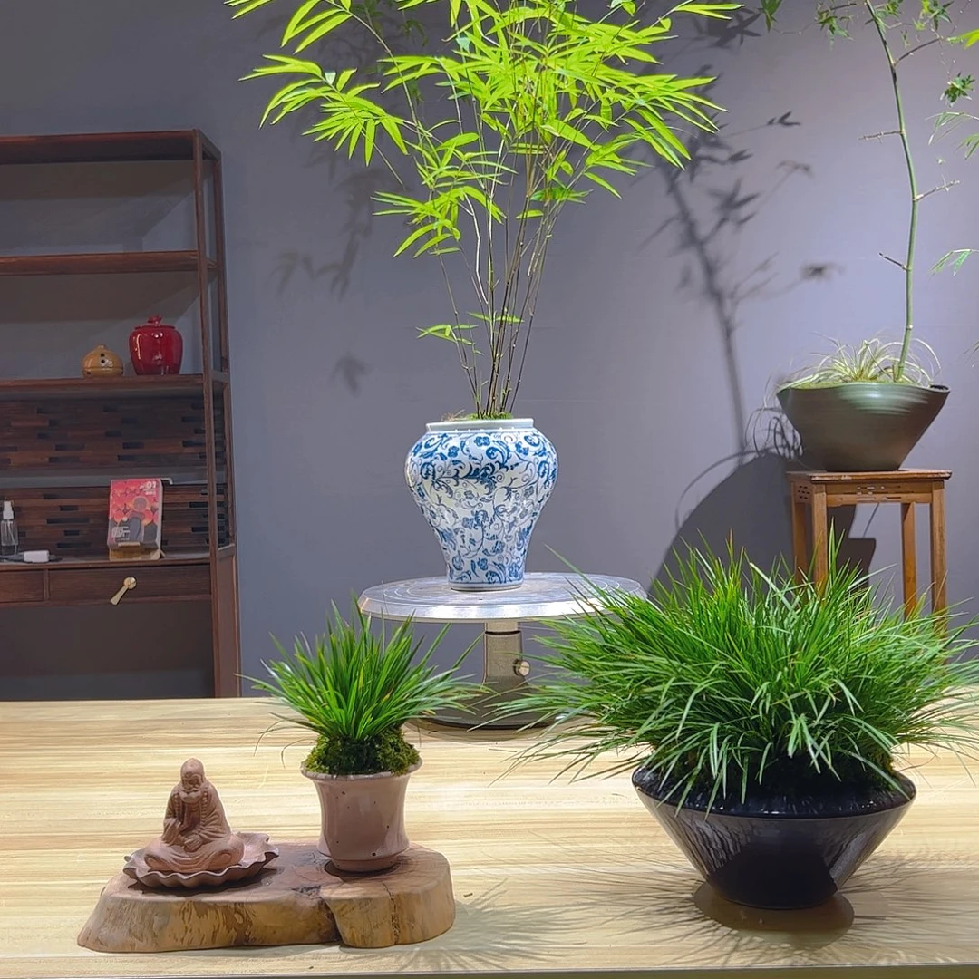 洁***。无花朵老桩精品竹盆景作品