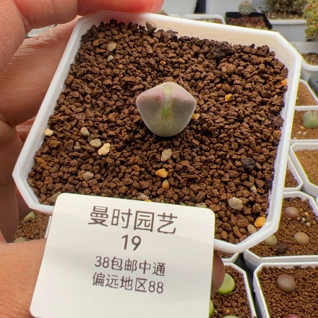 2.13下播福利多肉植物19