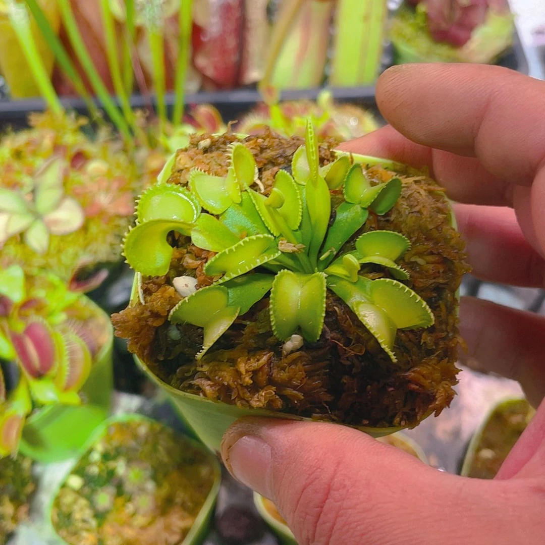 和谐捕蝇草食虫植物