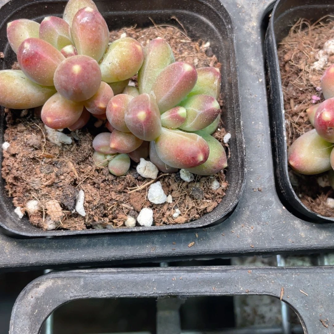 千代田多肉9.9包邮发货