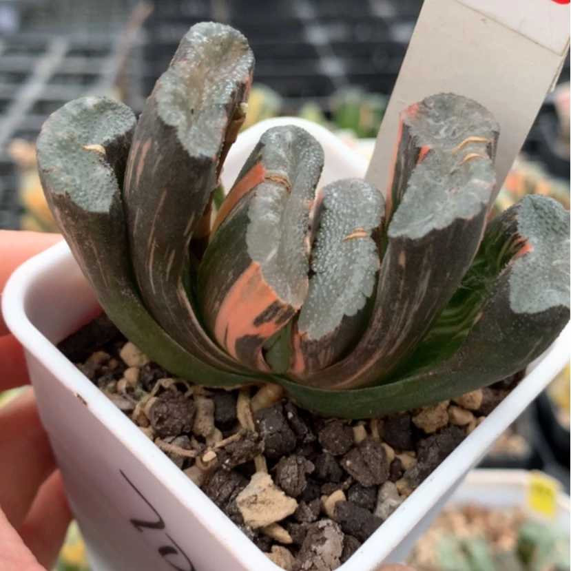 【闪购商品】116赤班