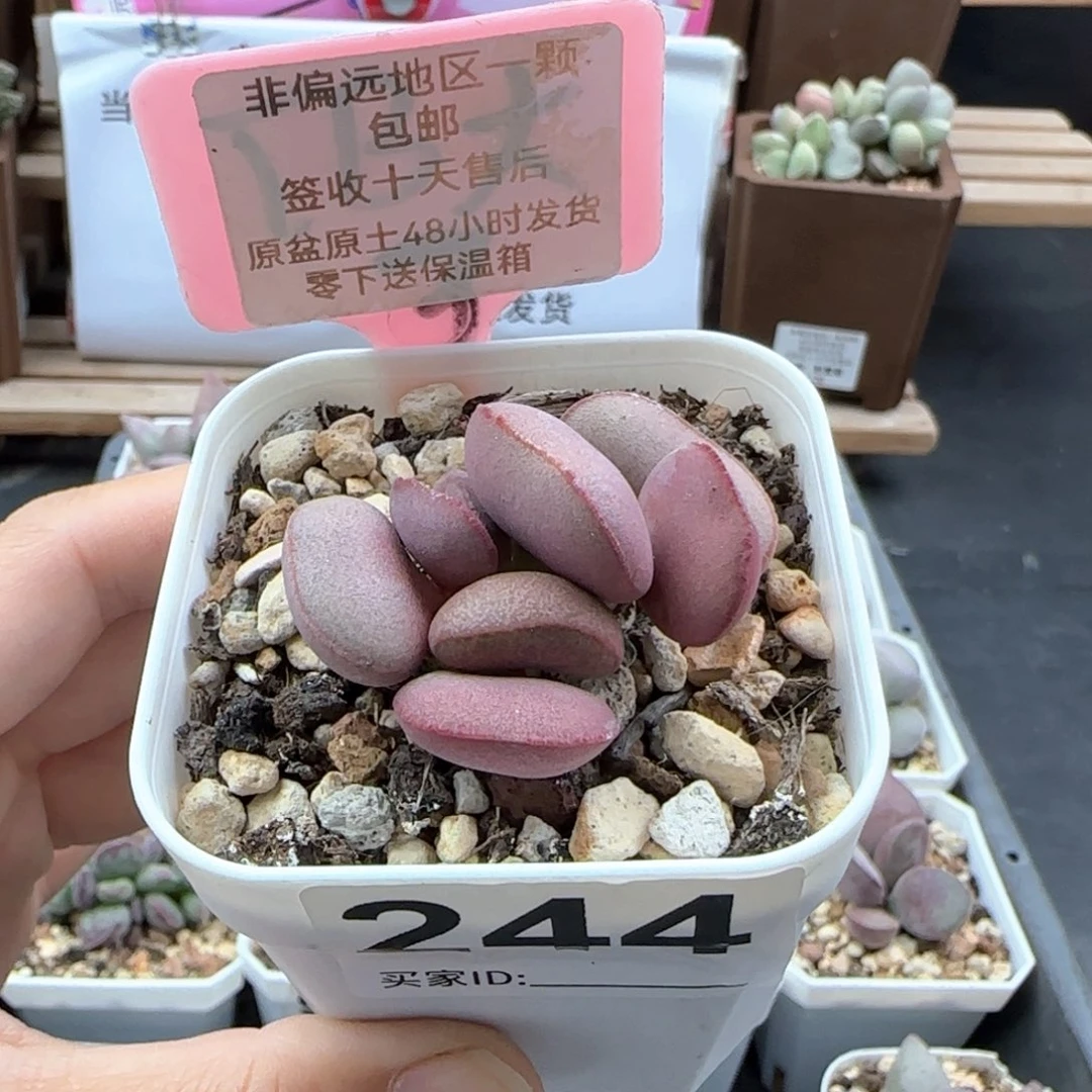 244白肌红蛋多肉