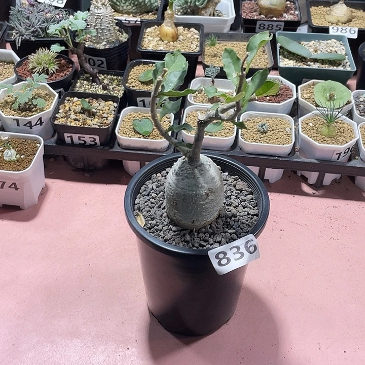 一***官836大火星人块根，