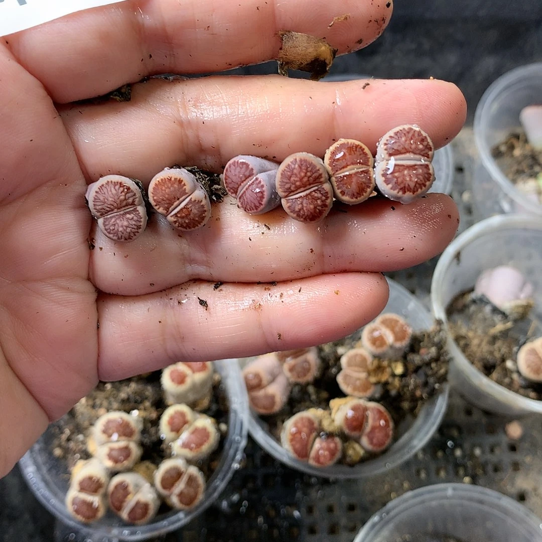 A****ᐝM342多肉植物保护研究所