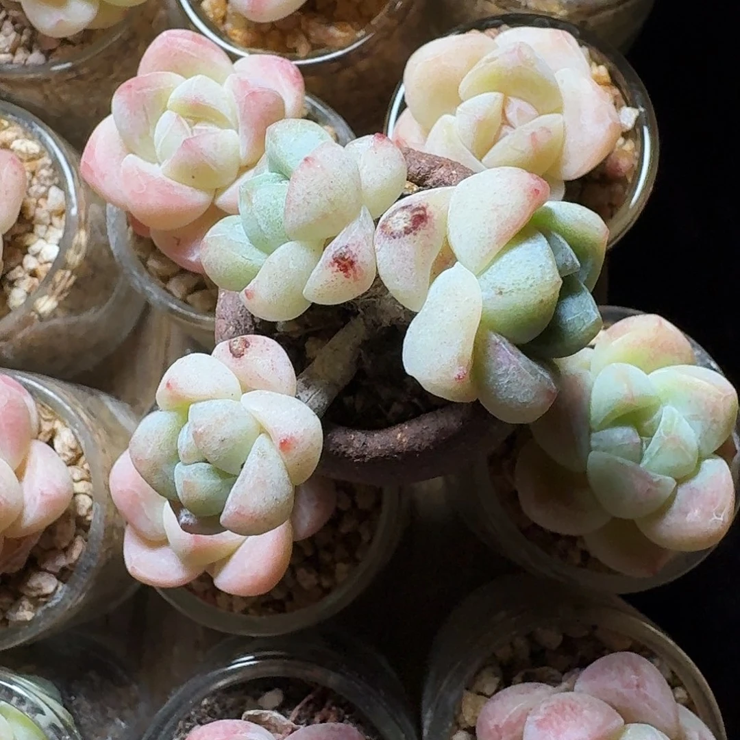 j****p冰玉三头长腿老桩多肉