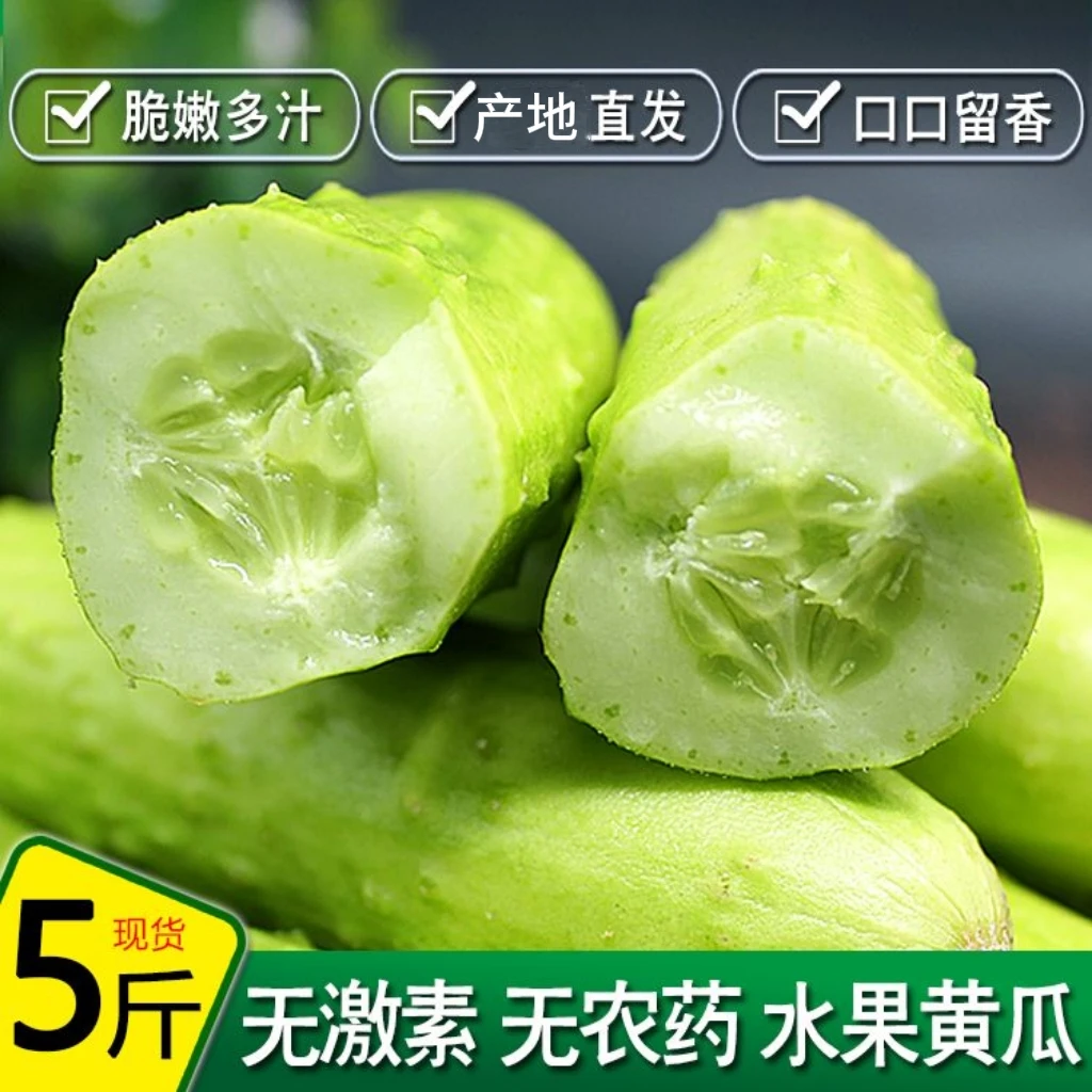江西本地白玉黄瓜水果黄瓜生吃脆甜爽口可凉拌