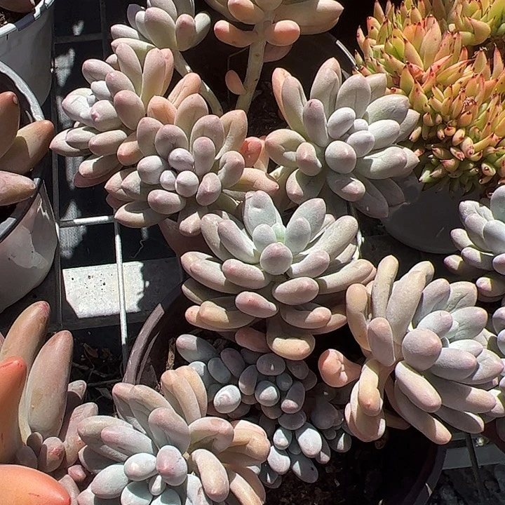 汤圆群生多肉植物