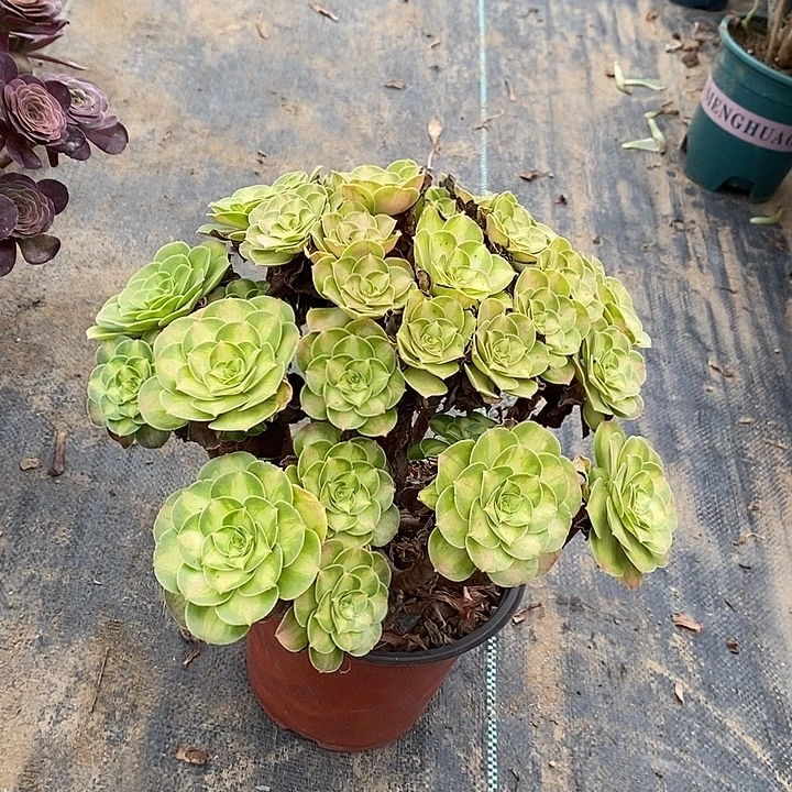 韶华多肉植物096。