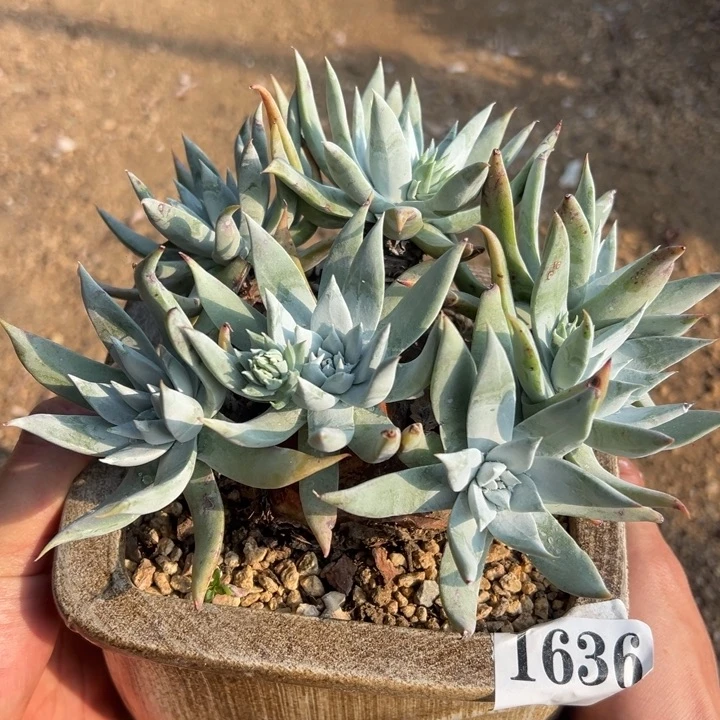 636号苹果叶雪山多肉植物老庄